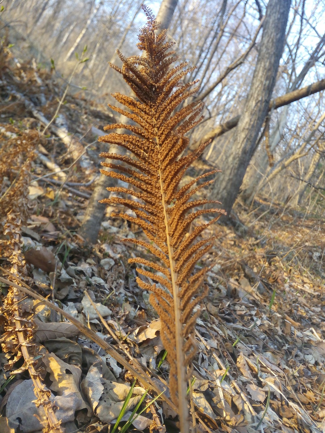 Изображение особи Matteuccia struthiopteris.