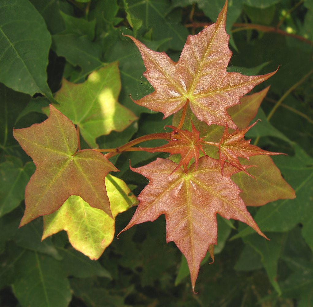Image of Acer mono specimen.