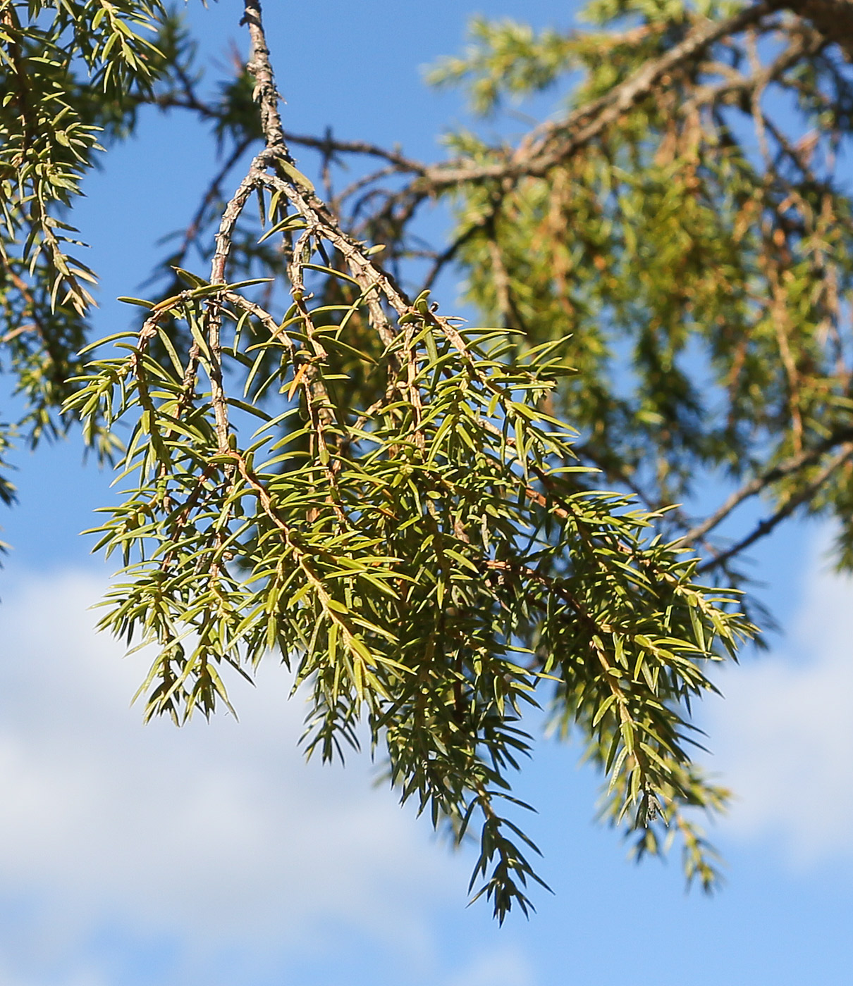 Image of Juniperus communis specimen.