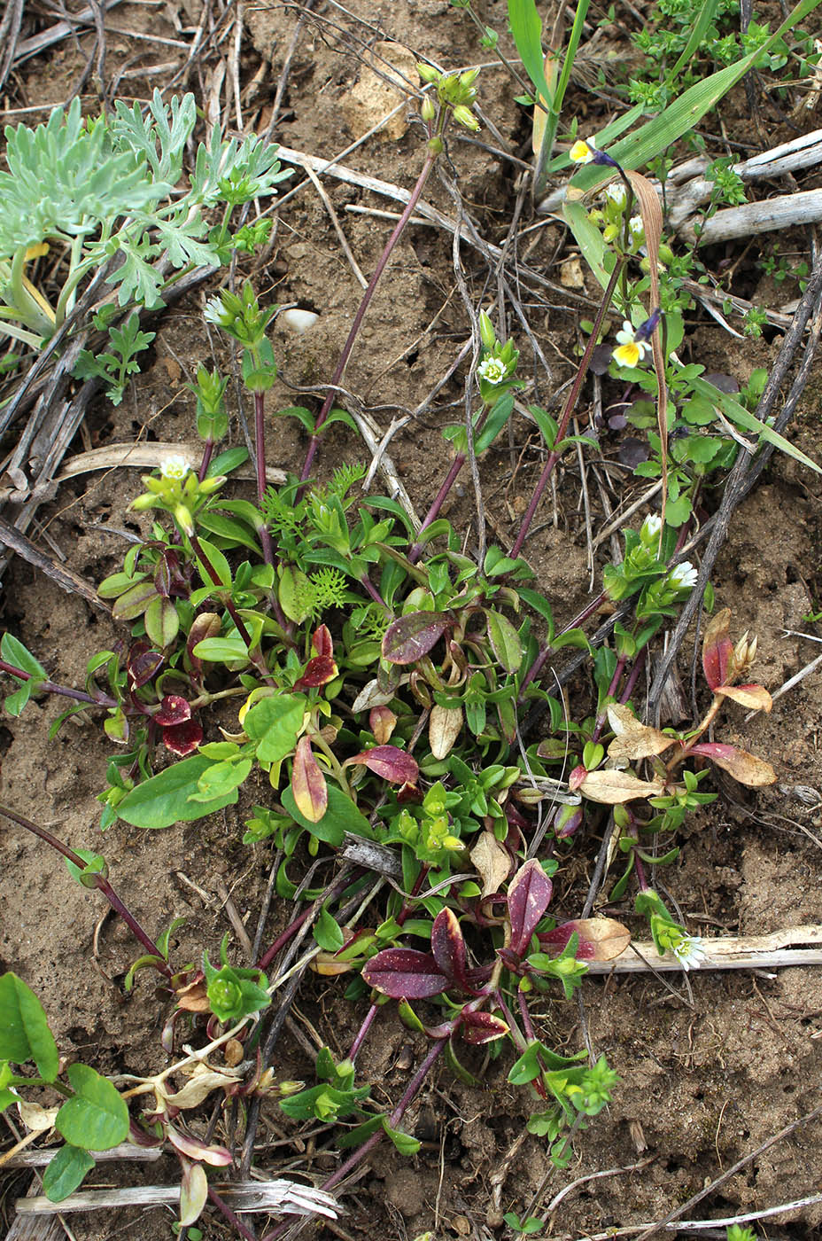 Image of Cerastium holosteoides specimen.