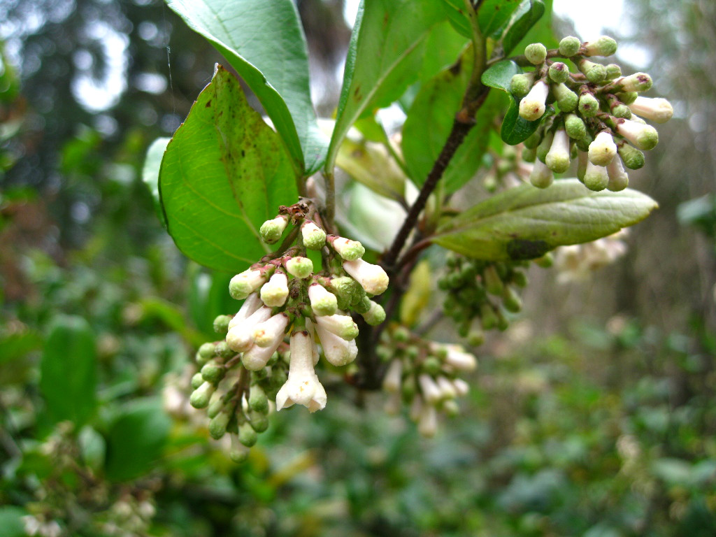 Image of Viburnum suspensum specimen.