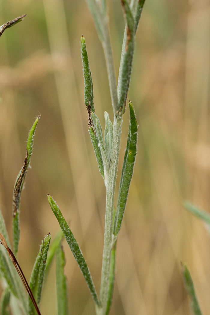 Image of Xeranthemum annuum specimen.