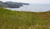 Crambe koktebelica