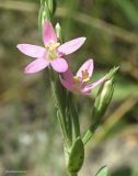 Centaurium spicatum. Часть соцветия. Краснодарский край, Ейский лиман, коса Глафировская, на глинисто-ракушечном солончаке. 28.06.2017.