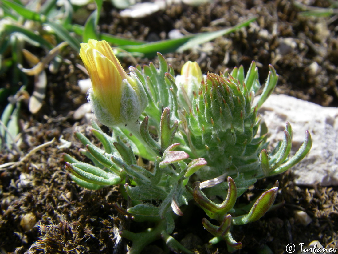 Изображение особи Ceratocephala falcata.