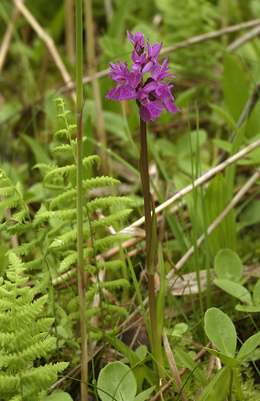 Изображение особи Dactylorhiza traunsteineri.