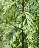 Artemisia vulgaris