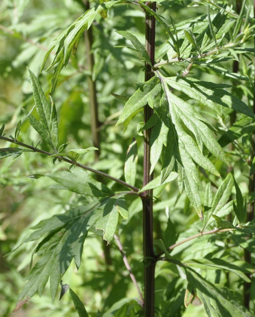 Image of Artemisia vulgaris specimen.