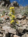 Galium densiflorum variety rosmarinifolium. Цветущее растение. Южный Казахстан, Таласский Алатау, запов. Аксу-Жабаглы, перевал Кши-Каинды, выс. 3010 м н.у.м., склон южной экспозиции. 17 июля 2017 г.