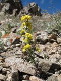 Galium densiflorum разновидность rosmarinifolium. Цветущее растение. Южный Казахстан, Таласский Алатау, запов. Аксу-Жабаглы, перевал Кши-Каинды, выс. 3010 м н.у.м., склон южной экспозиции. 17 июля 2017 г.