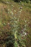 Cirsium chlorocomos