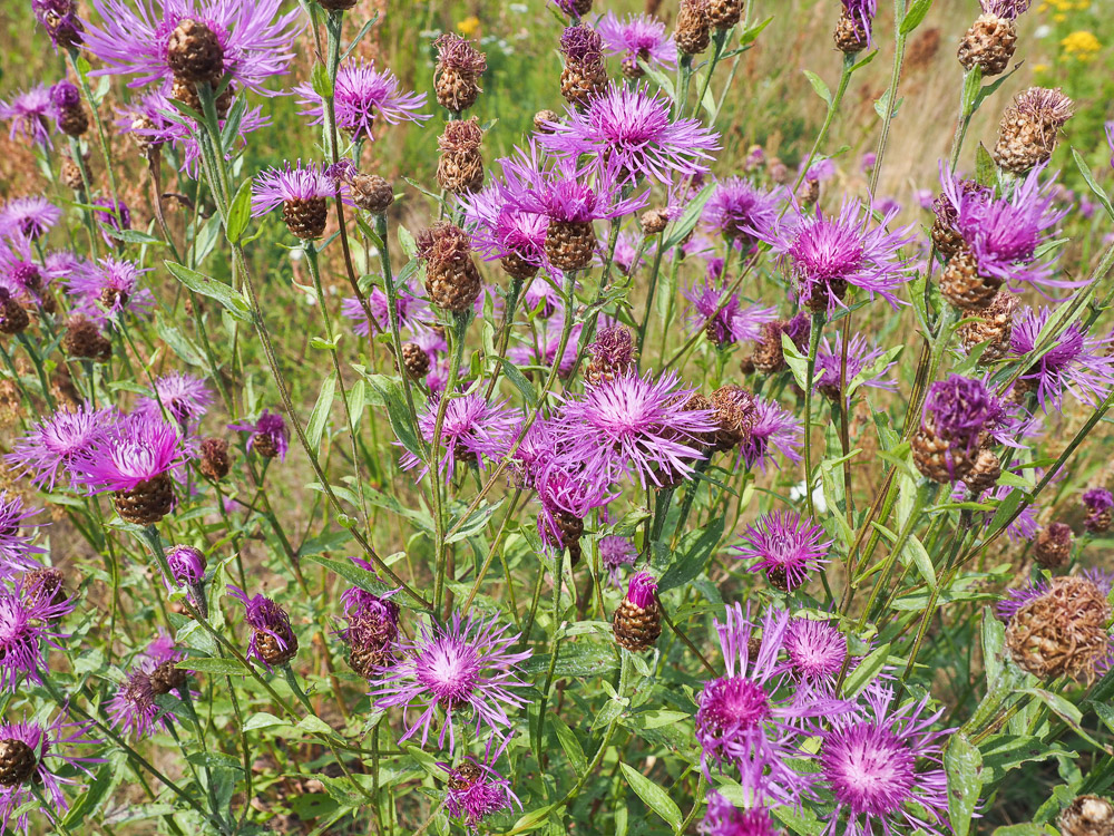 Image of Centaurea jacea specimen.