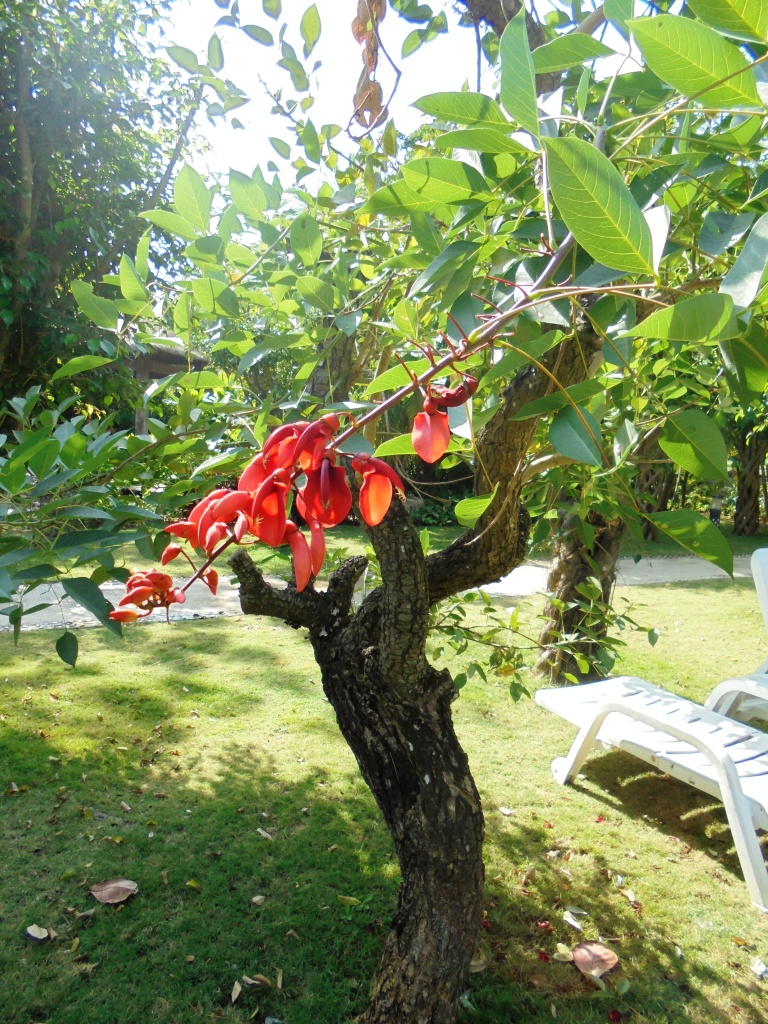 Изображение особи Erythrina crista-galli.