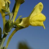 Linaria sabulosa