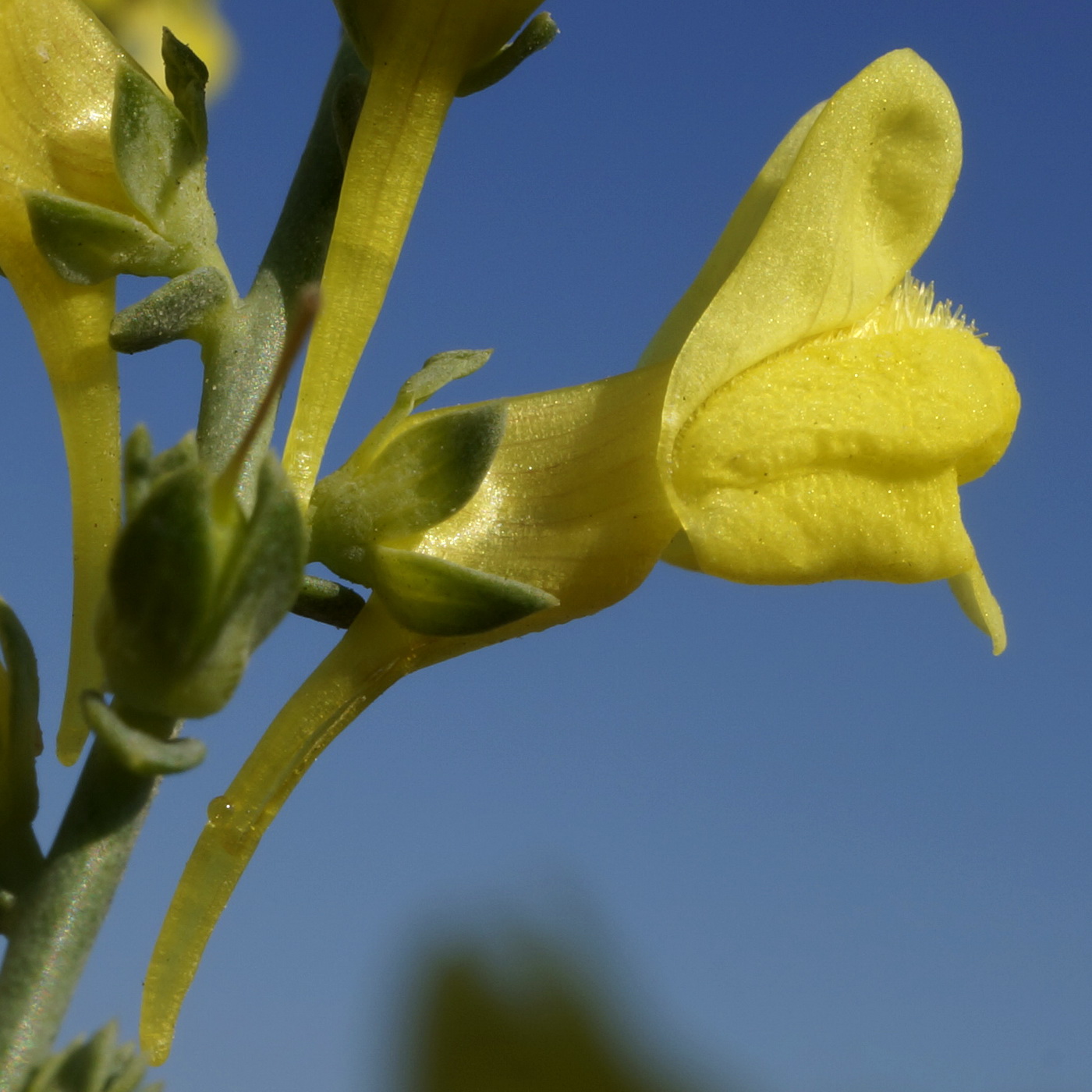 Изображение особи Linaria sabulosa.