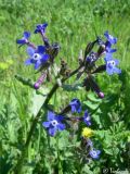 Anchusa stylosa