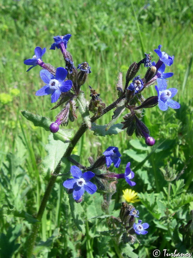 Изображение особи Anchusa stylosa.