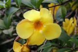 Allamanda cathartica