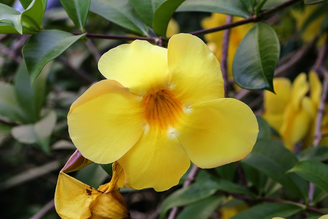 Image of Allamanda cathartica specimen.