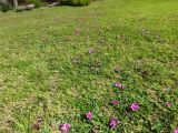 Oxalis purpurea