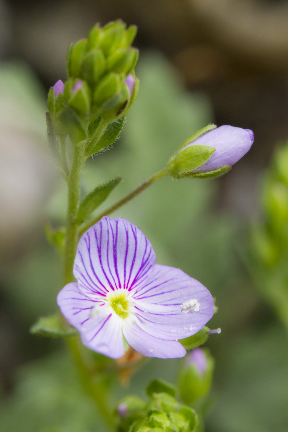 Image of Veronica peduncularis specimen.