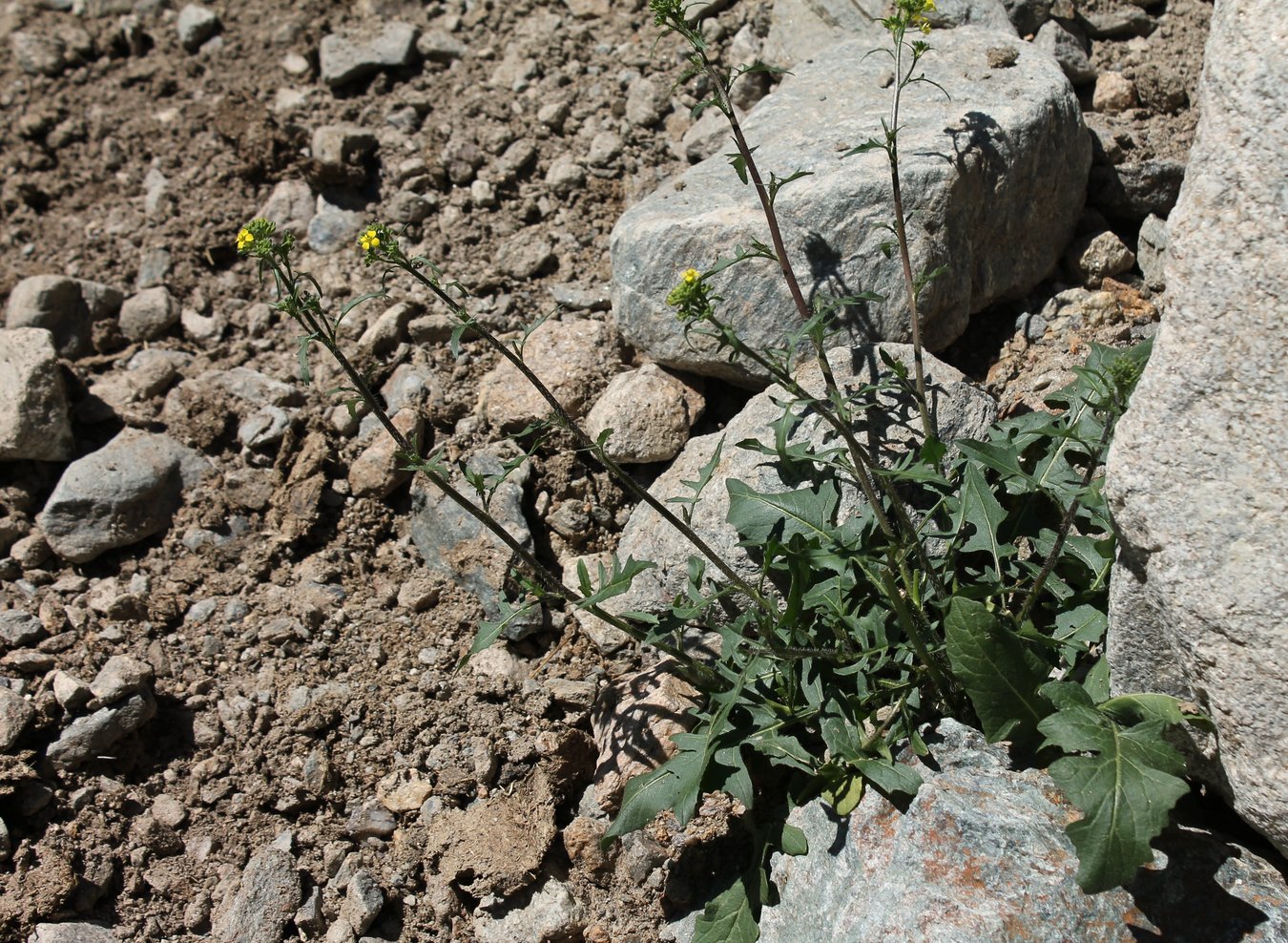Image of Sisymbrium loeselii specimen.