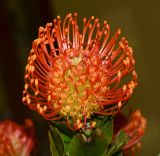 Leucospermum cordifolium