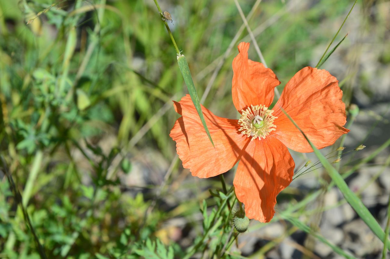 Изображение особи Papaver oreophilum.