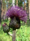 Cirsium heterophyllum. Соцветия. Свердловская обл., окр. с. Курганово, Верхнемакаровское вдхр., смешанный лес. 11.07.2009.