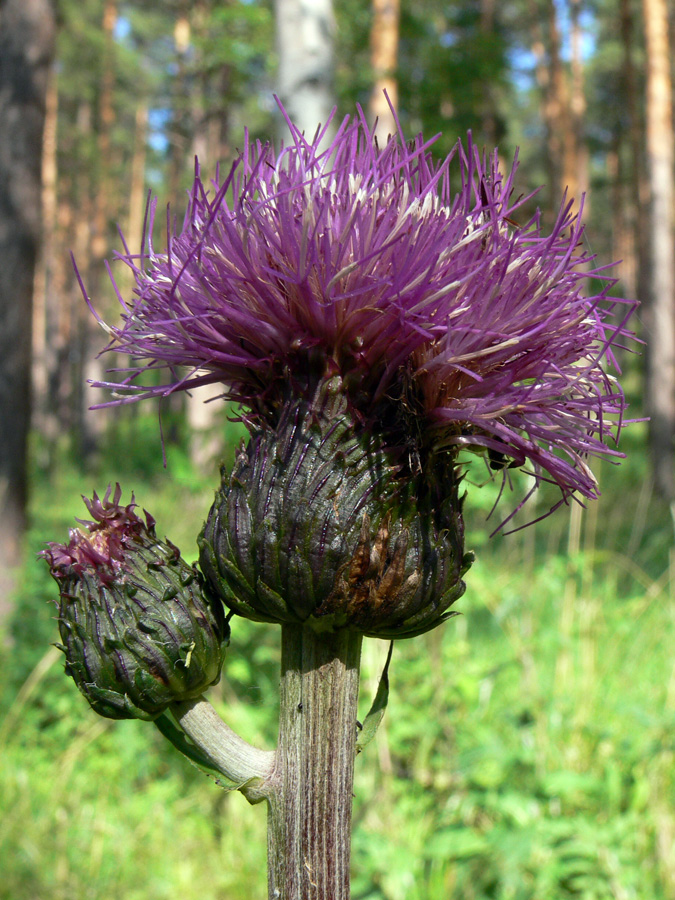 Image of Cirsium heterophyllum specimen.