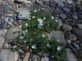 Stellaria fischeriana. Цветущее растение. Магаданская обл., Ольский р-н, окр. пгт Ола, р. Ола, галечник на дамбе. 30.06.2017.