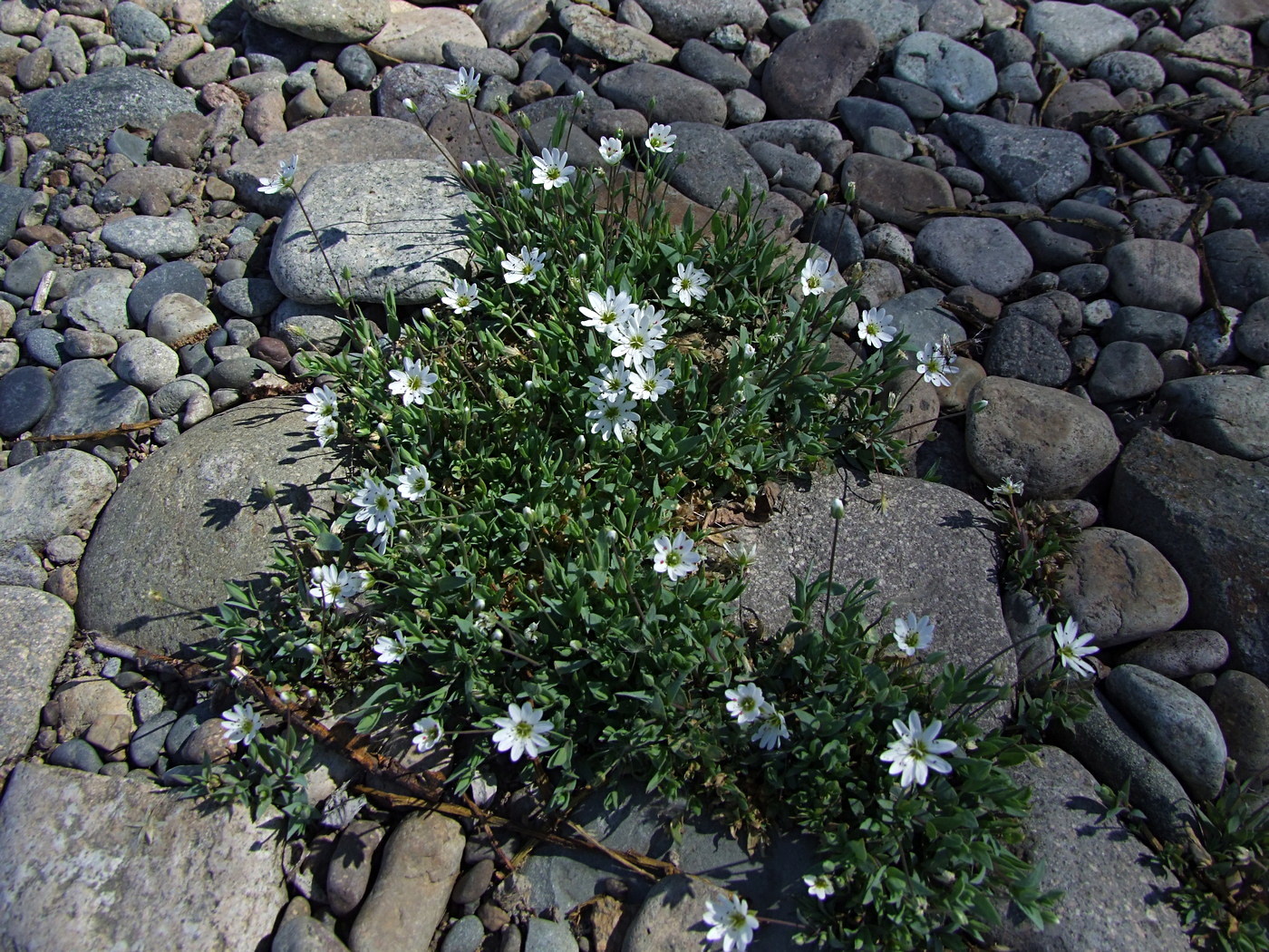 Image of Stellaria fischeriana specimen.