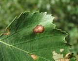 Betula pendula. Часть листа с поражением микромицетами. Кабардино-Балкария, Эльбрусский р-н, окр. пос. Эльбрус, ок. 1800 м н.у.м., на склоне в долине реки. 26.08.2017.