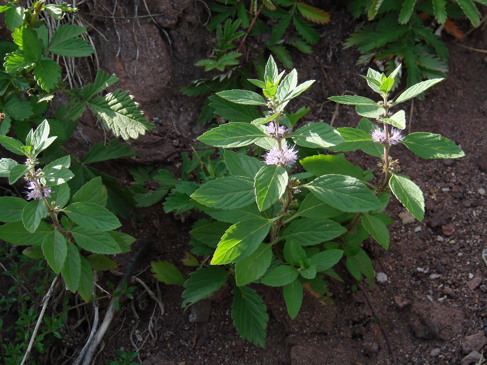 Изображение особи Mentha arvensis.