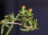 Delosperma luteum. Верхушка веточки с цветками и созревающими плодами. Израиль, Шарон, г. Тель-Авив, ботанический сад университета, в культуре. 02.10.2017.