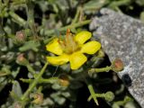 Verbascum spinosum