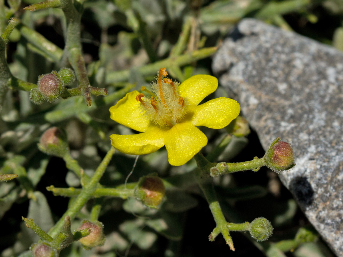 Изображение особи Verbascum spinosum.