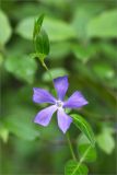 Vinca pubescens. Верхушка побега с цветком. Грузия, край Рача-Лечхуми и Нижняя Сванетия, Амбролаурский муниципалитет, окр. с. Зеда-Гвардиа, дол. р. Шарола, выс. 610 м н.у.м., лиственный лес, обочина грунтовой дороги. 07.05.2017.