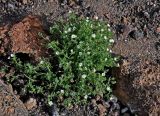Stellaria dichotoma. Цветущее растение. Монголия, аймак Архангай, вулкан Хорго, ≈ 2400 м н.у.м., каменистый склон. 06.06.2017.