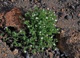 Stellaria dichotoma