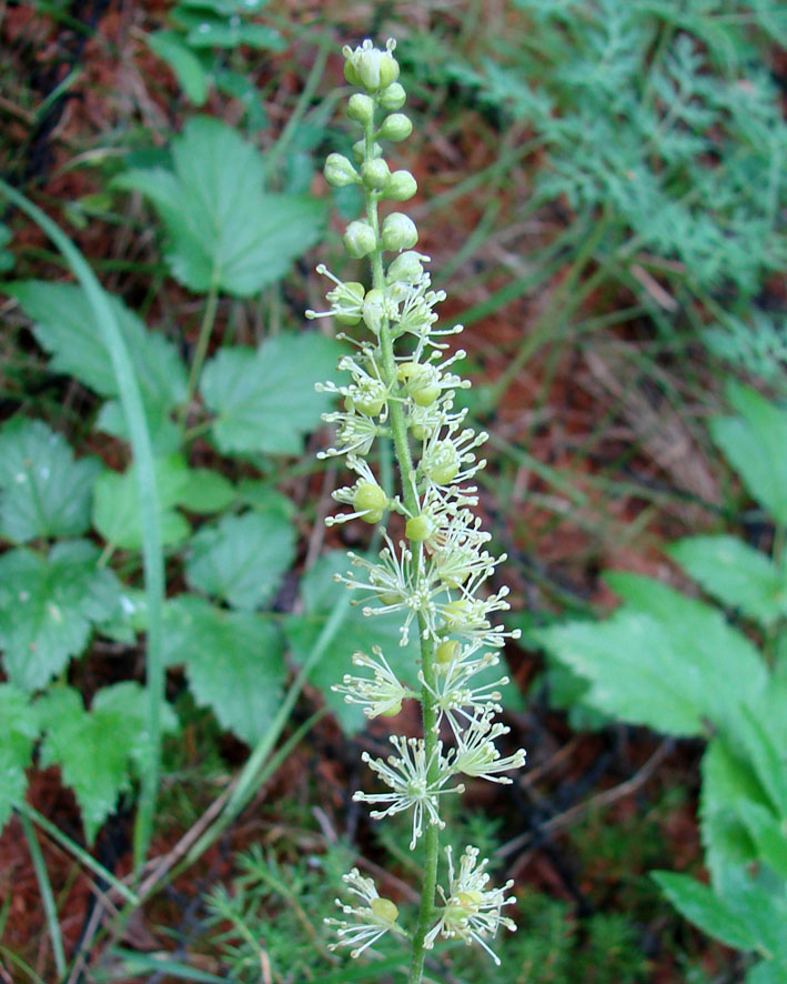 Image of Cimicifuga foetida specimen.