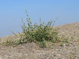Capparis herbacea. Вегетирующее растение. Узбекистан, Андижанская обл., Андижанский р-н, Ферганская долина, Хаканские адыры, каменистый склон. 07.10.2013.