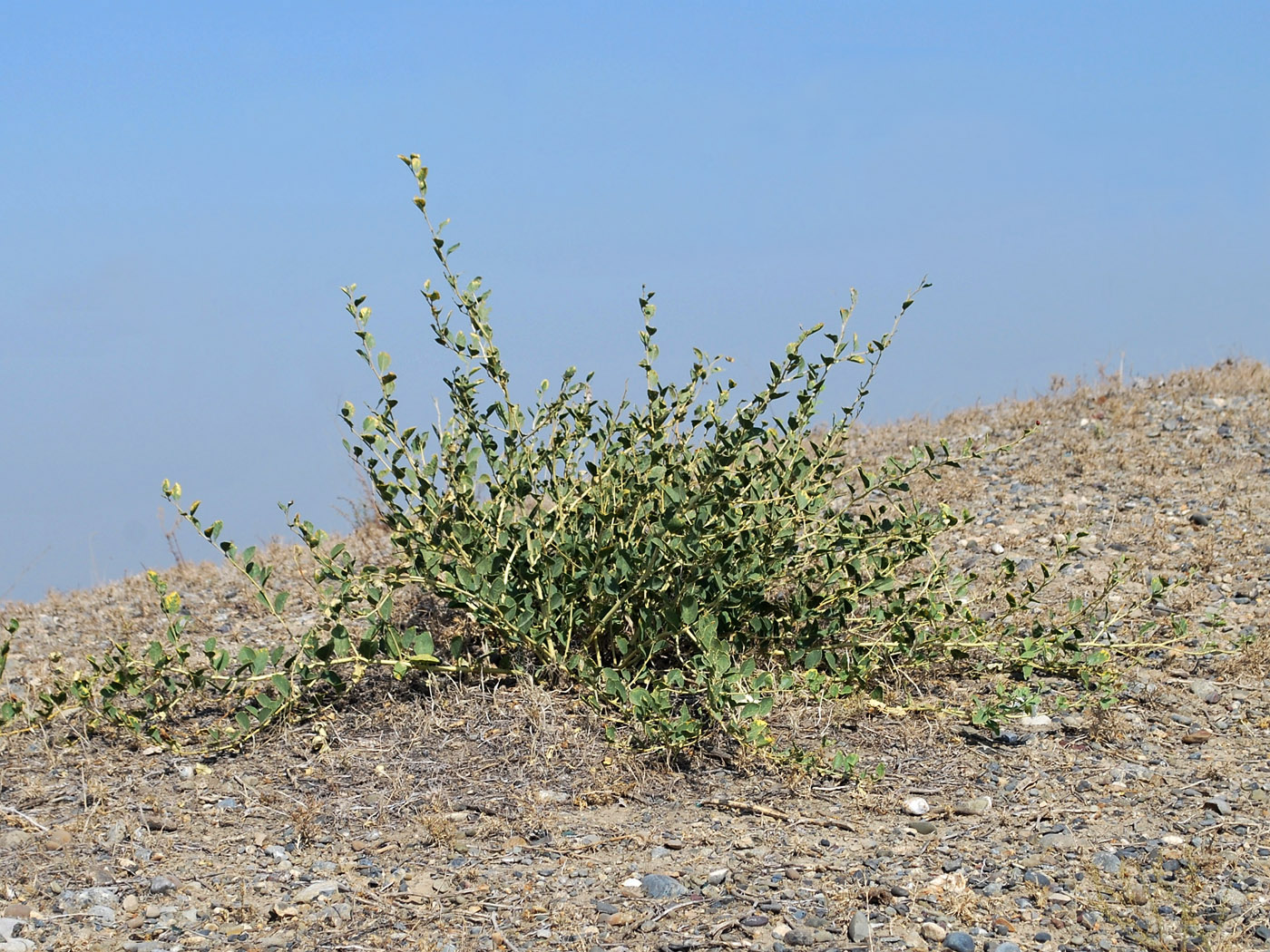 Image of Capparis herbacea specimen.