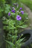 Hesperis sibirica