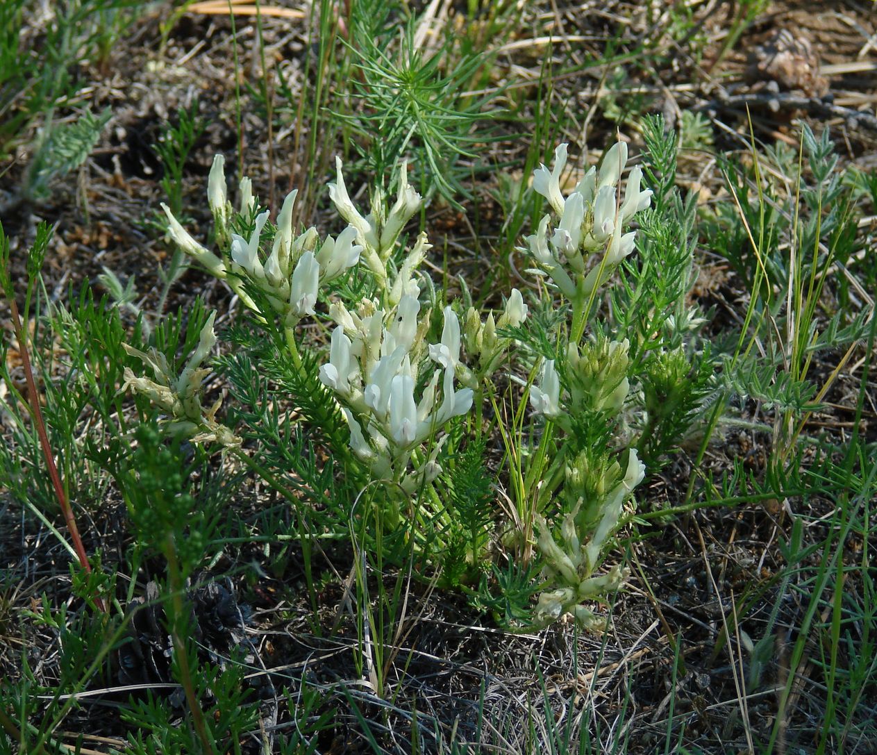 Image of Oxytropis muricata specimen.