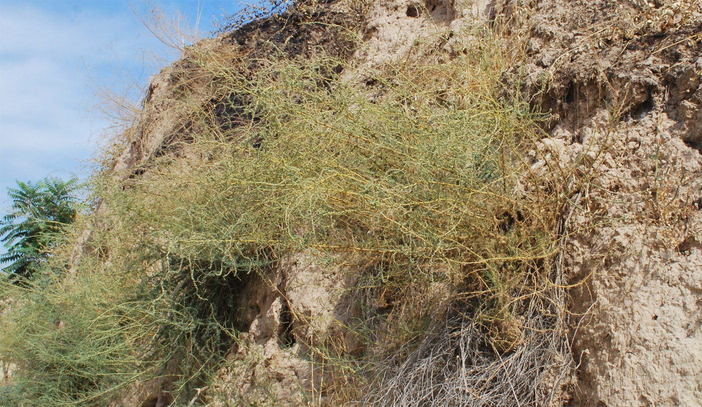 Image of Bassia prostrata specimen.