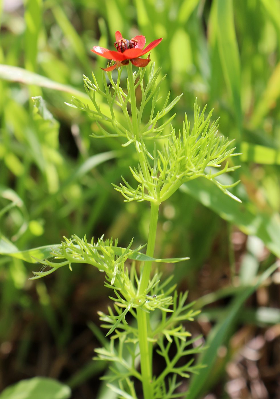 Изображение особи Adonis microcarpa.