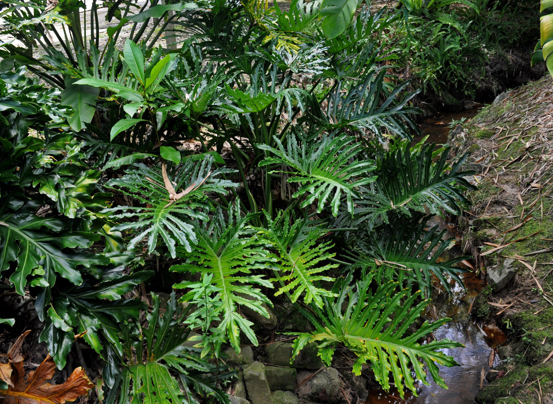 Изображение особи Philodendron bipinnatifidum.