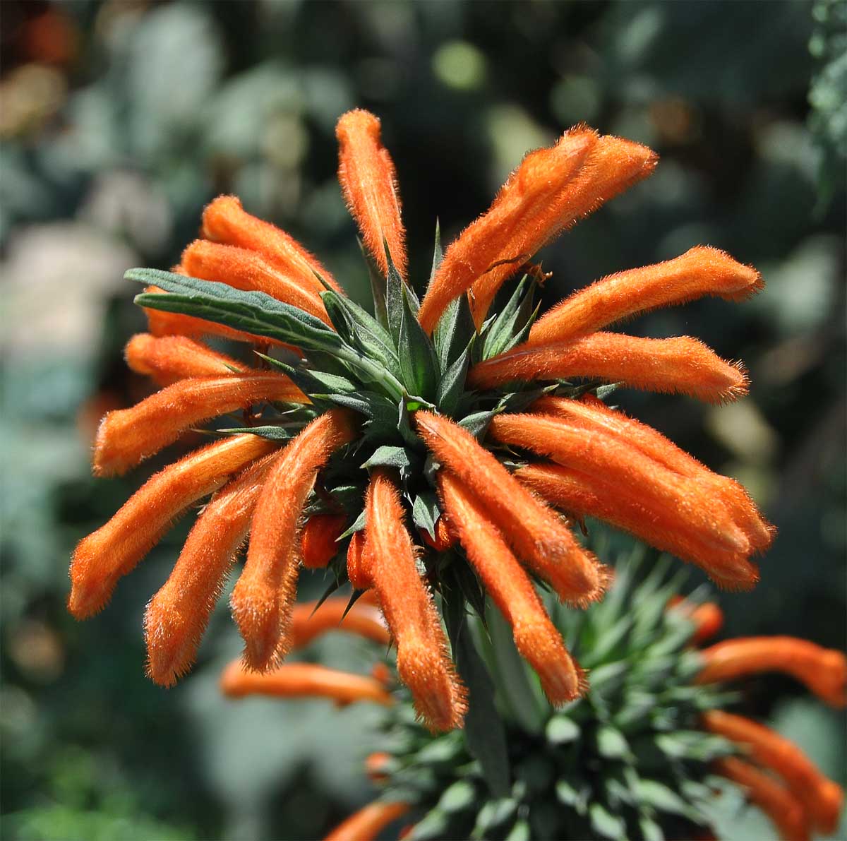 Изображение особи Leonotis nepetifolia.