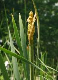 Typha latifolia